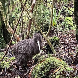 1: Nature: Kiwi sightings increase on Heaphy Track